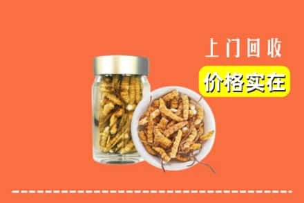 佳木斯东风区回收散虫草
